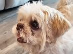 家から1,000マイル離れた場所で、新しい名前で行方不明の犬が発見されました