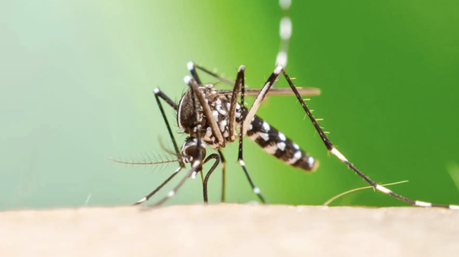 チクングニア熱リスクとして知られる病気は、気候の温暖化に伴いヨーロッパ全土で拡大していると研究が警告しています