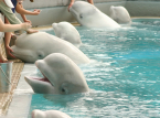 カナダの閉鎖公園で放置された30頭のベルーガクジラが、アメリカとスペインの動物園に送られます