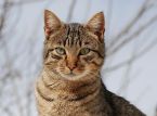 ベトナムで屠殺場から救われた何百匹もの猫たち