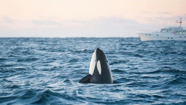 巨大なクジラの墓場が発見されており、その遺骸は数百万年前に遡ります