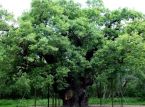 ロビン・フッドの伝説のオーク少佐が1000年以上の時を経て死ぬ